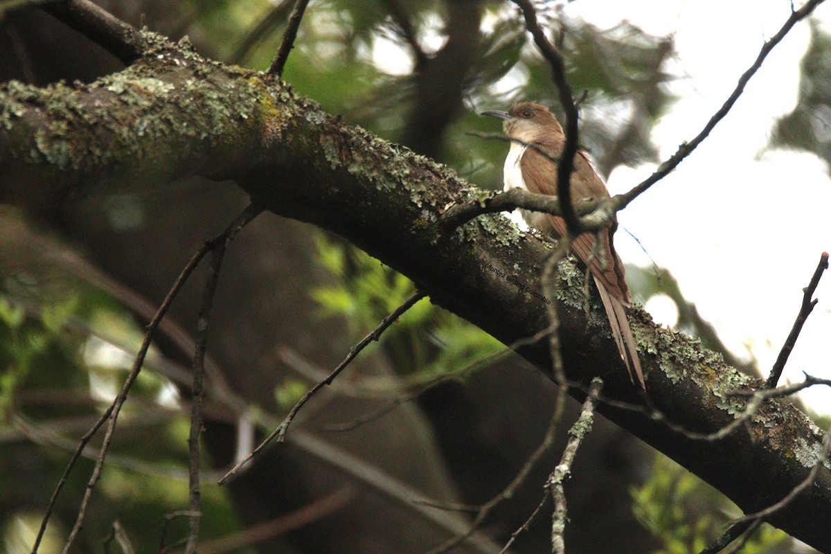 kukačka černozobá - ML646994337