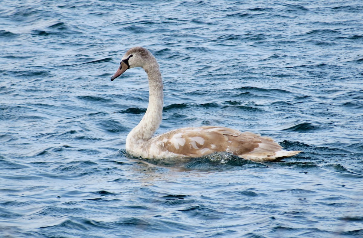 Лебедь-шипун - ML646994339