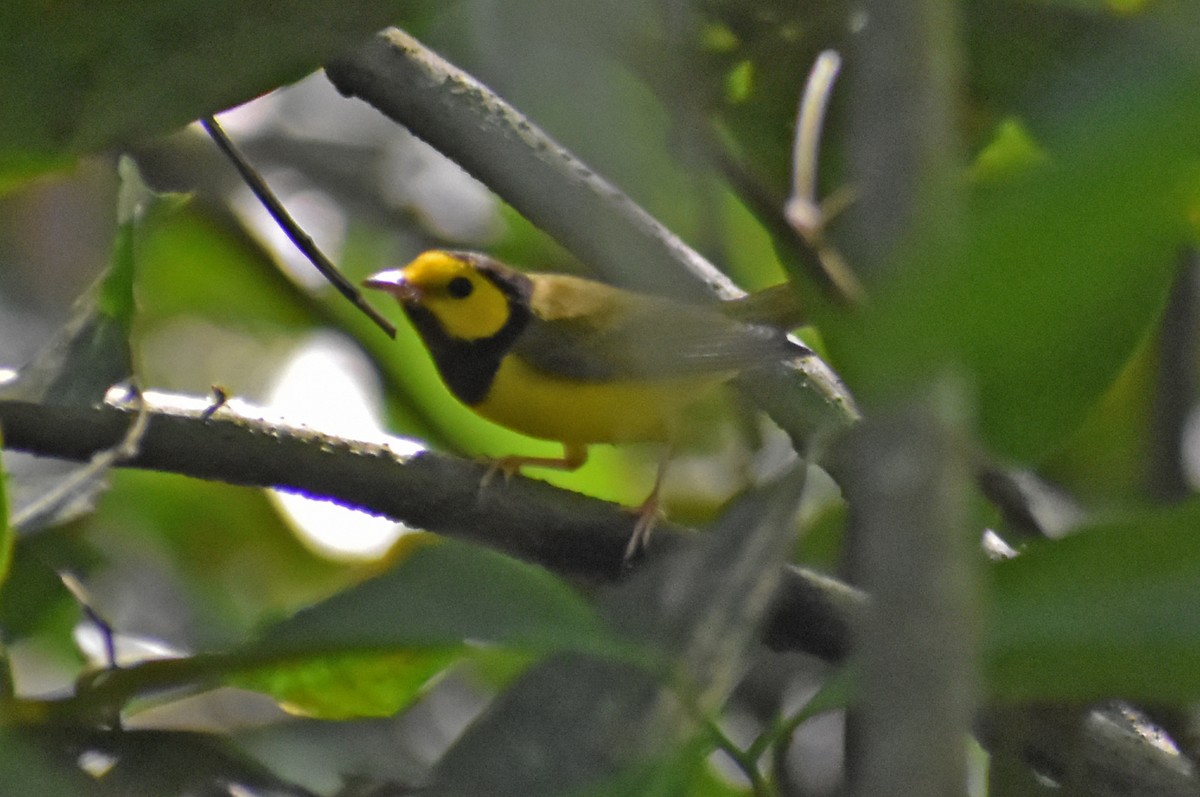 Болотянка чорногорла - ML646994343