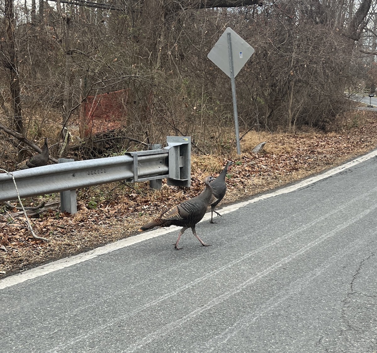 Wild Turkey - ML646994345