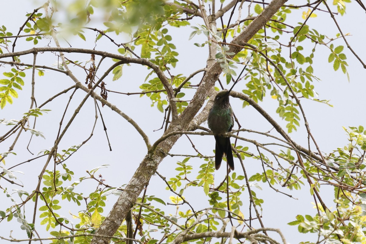 Sword-billed Hummingbird - ML646994346