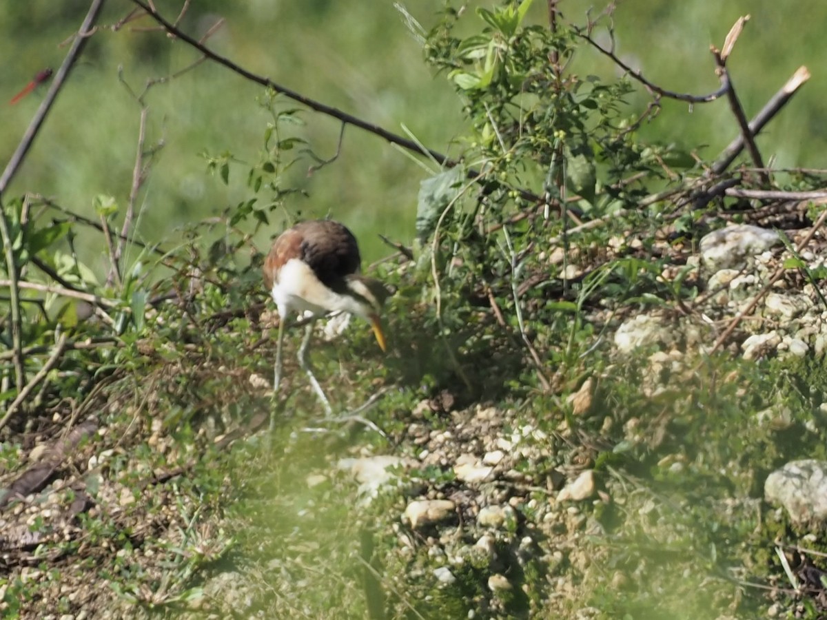 Якана червонолоба - ML646994347