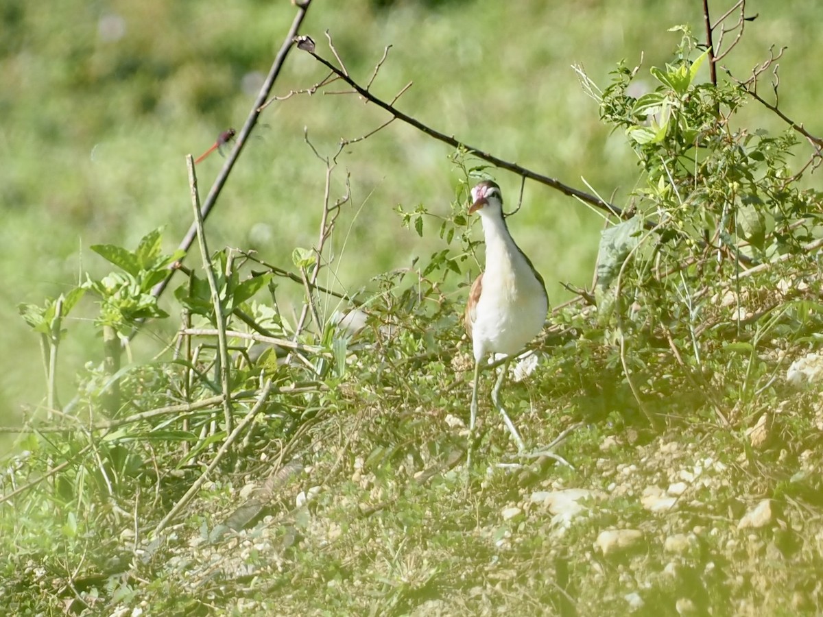 Якана червонолоба - ML646994348