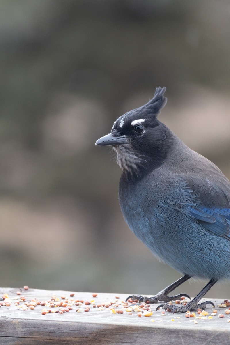 Steller Kargası - ML646994349