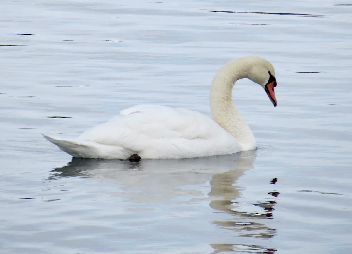 Лебедь-шипун - ML646994351