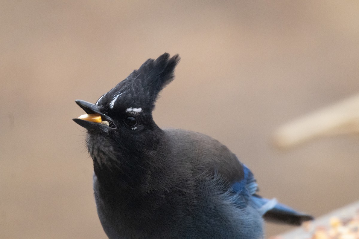 Steller Kargası - ML646994354