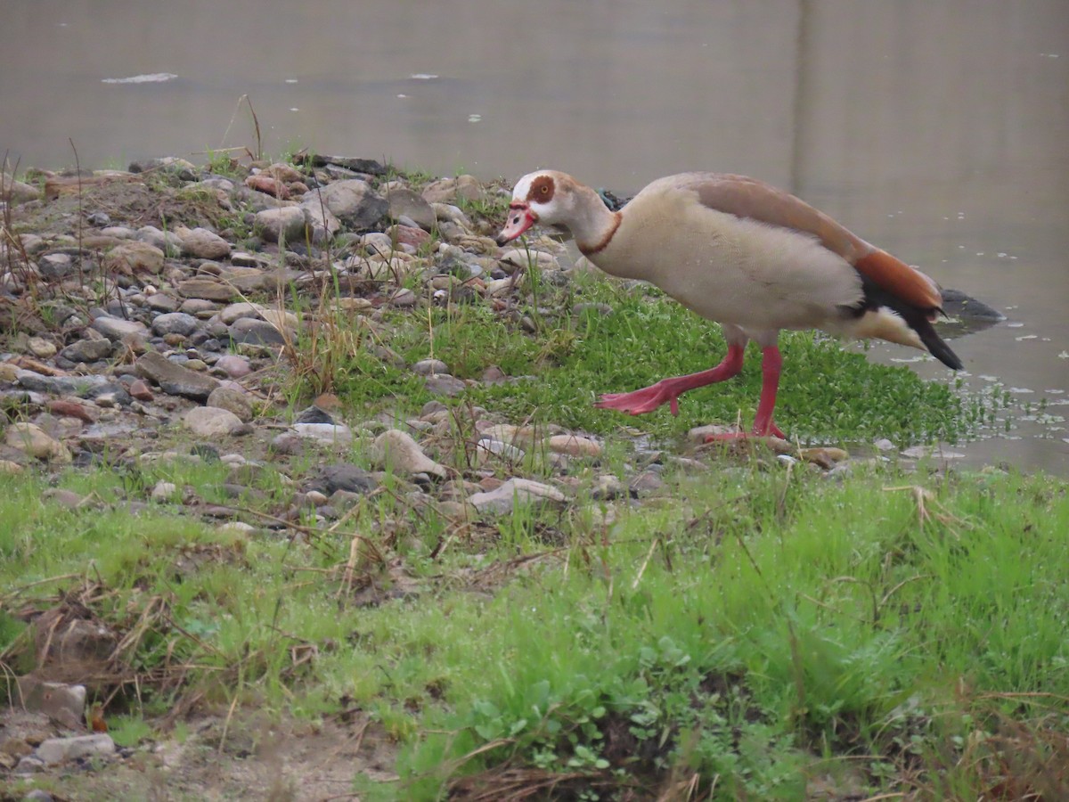 husice nilská - ML646994357