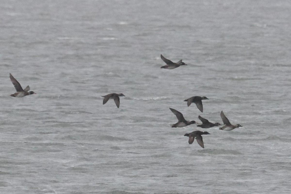 Brillenente - ML646994359