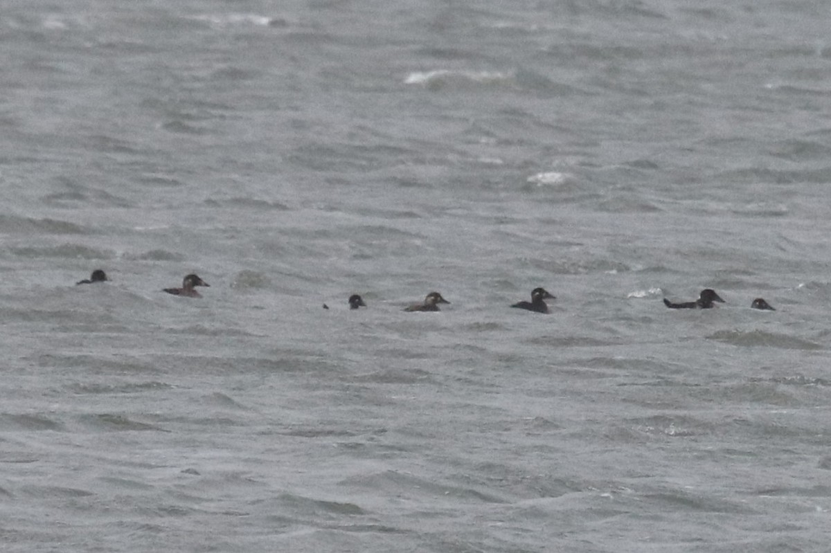 Brillenente - ML646994360