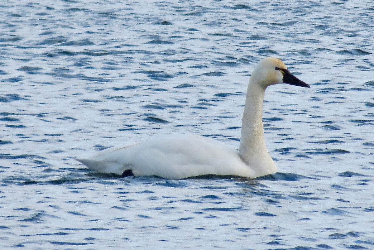 Американский лебедь - ML646994365