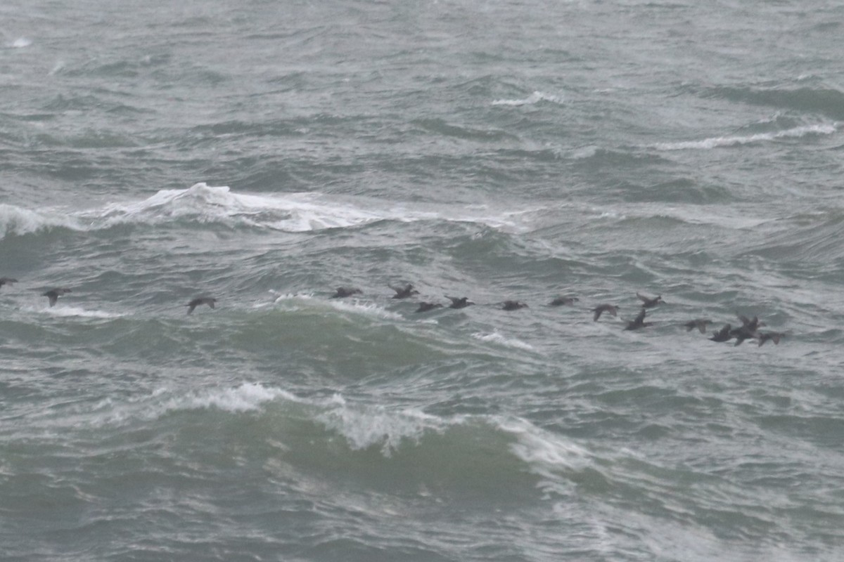 Pazifiktrauerente - ML646994366