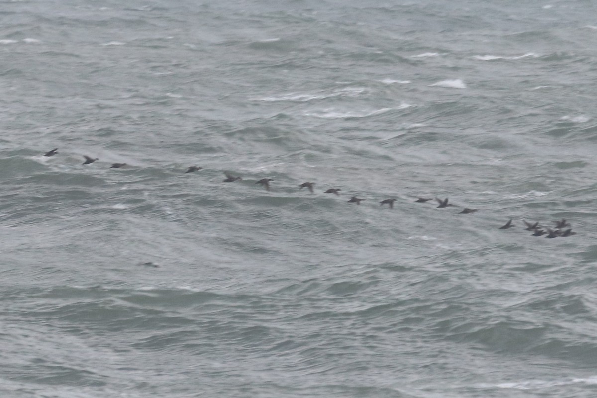 Pazifiktrauerente - ML646994367