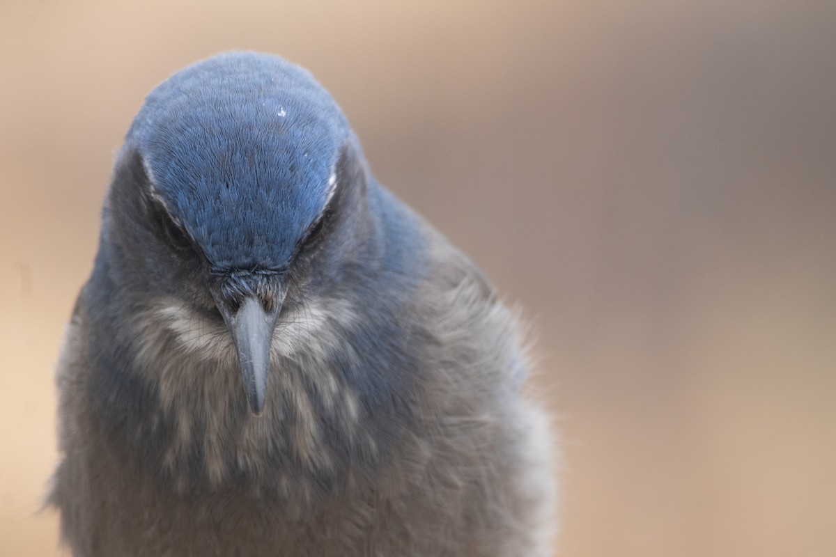 Woodhouse's Scrub-Jay - ML646994369