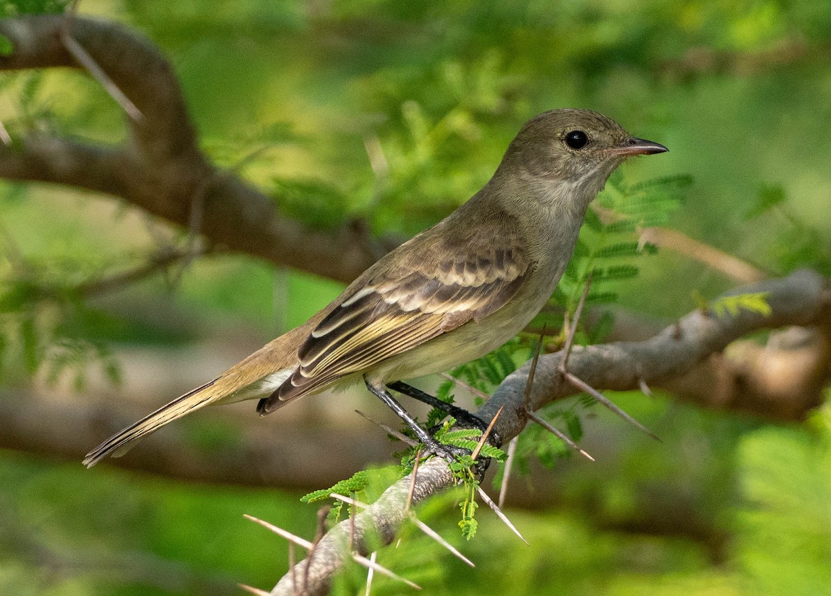 Caribbean Elaenia (Caribbean) - ML646994372