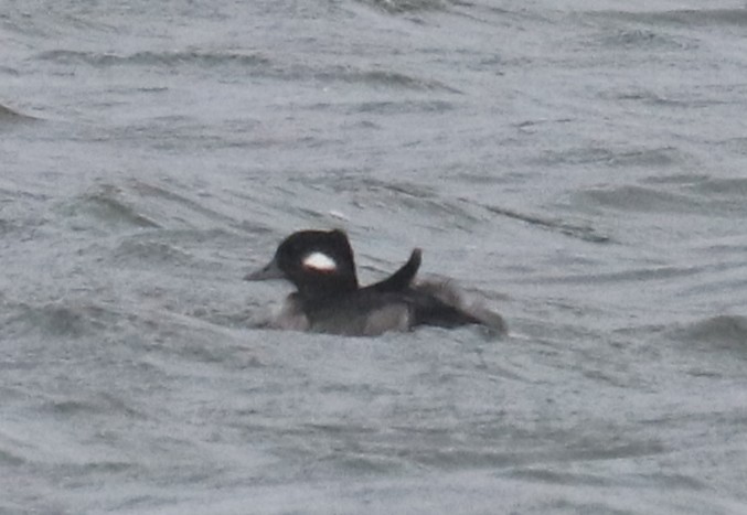 Büffelkopfente - ML646994373