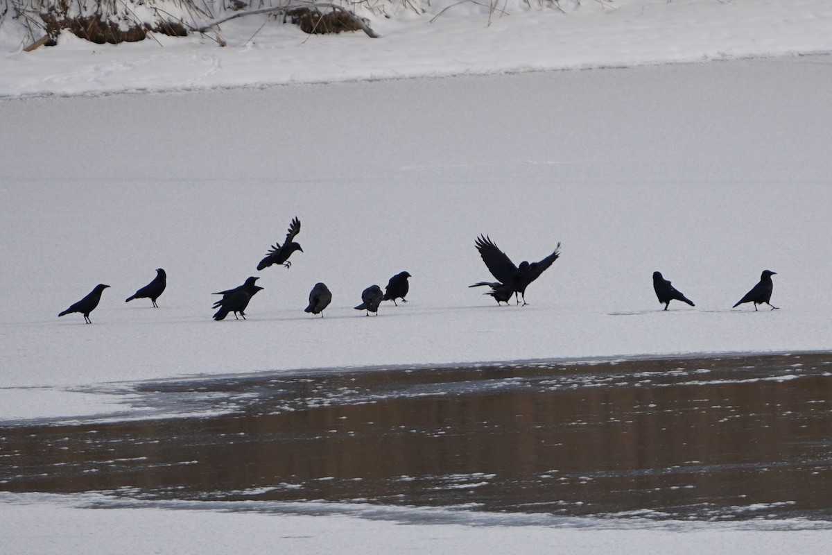 American Crow - ML646994374