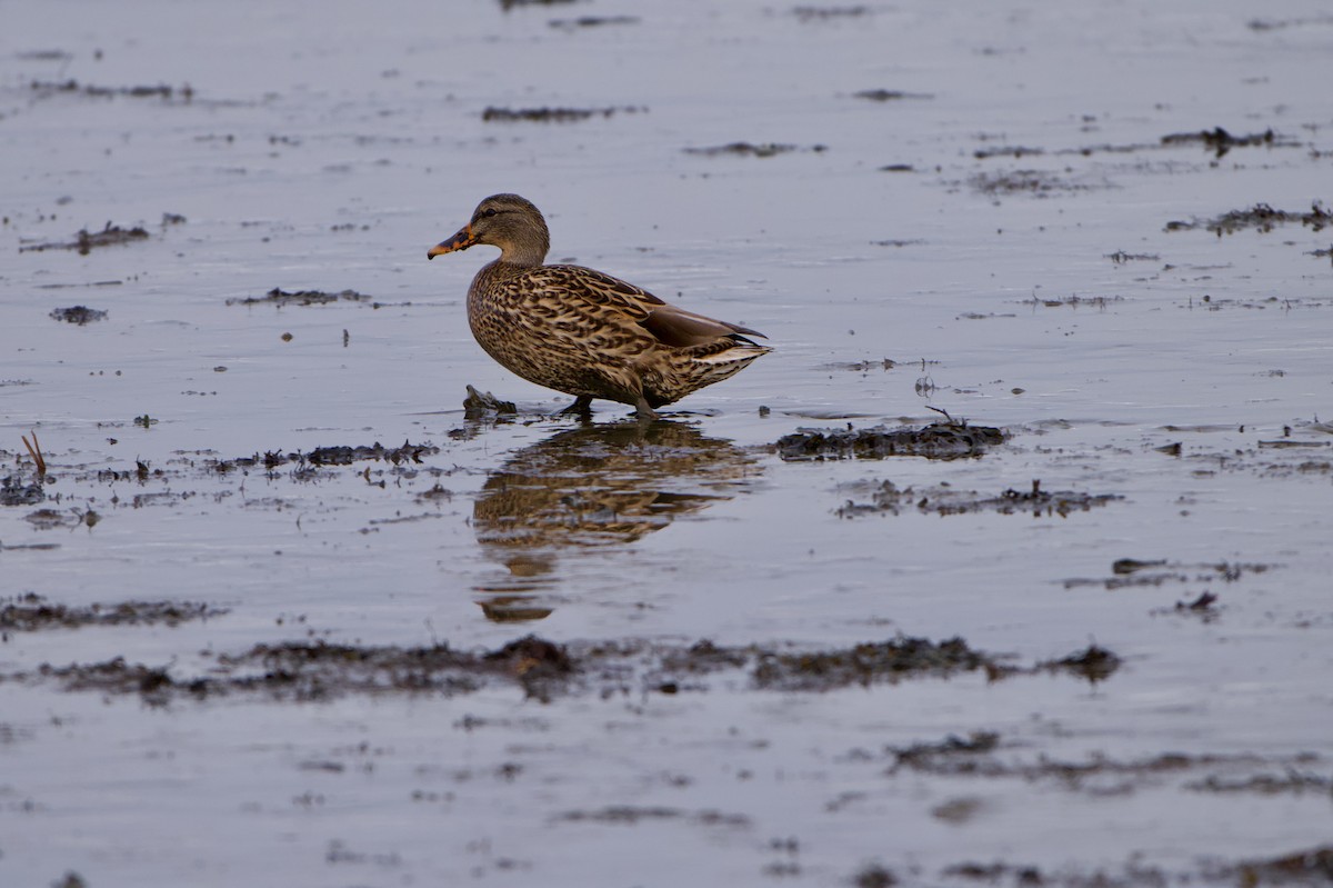 Germano reale - ML646994376