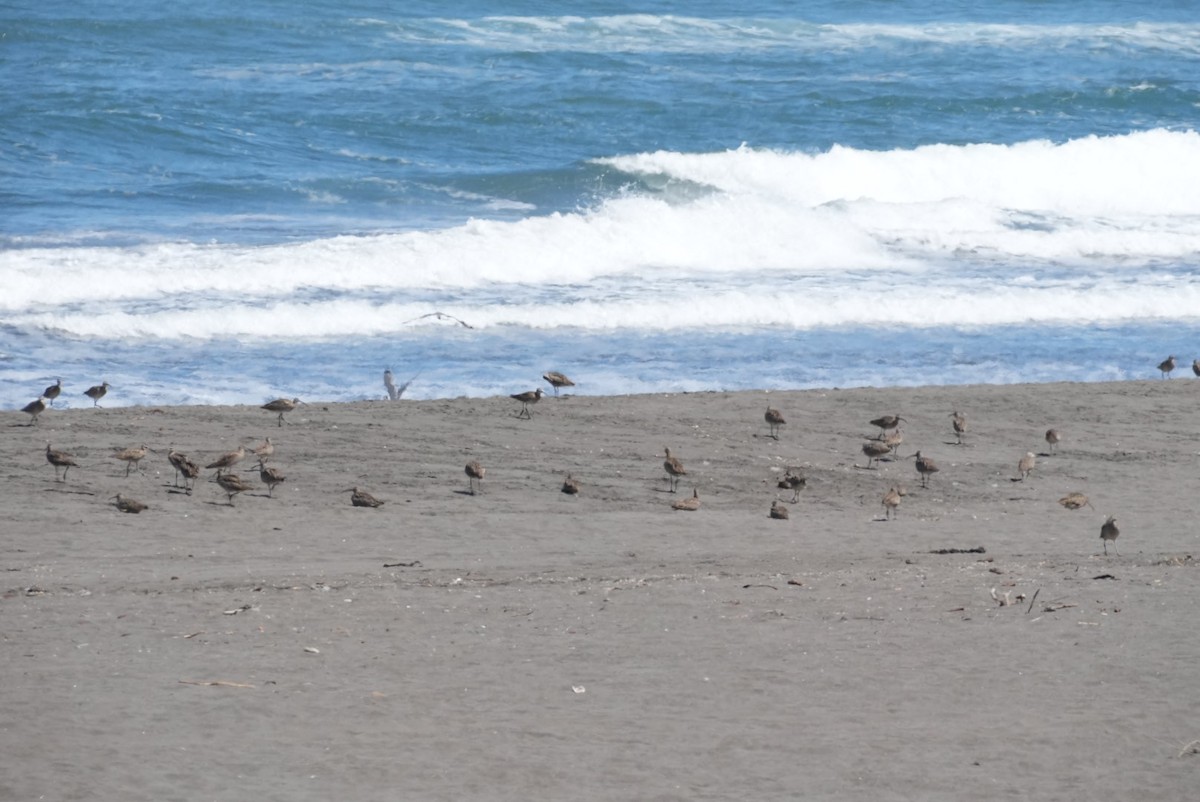 Hudsonian Whimbrel - ML646994378