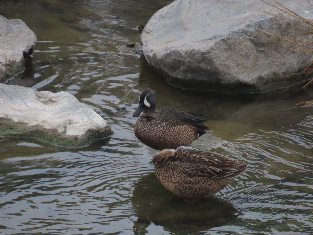 čírka modrokřídlá - ML646994379