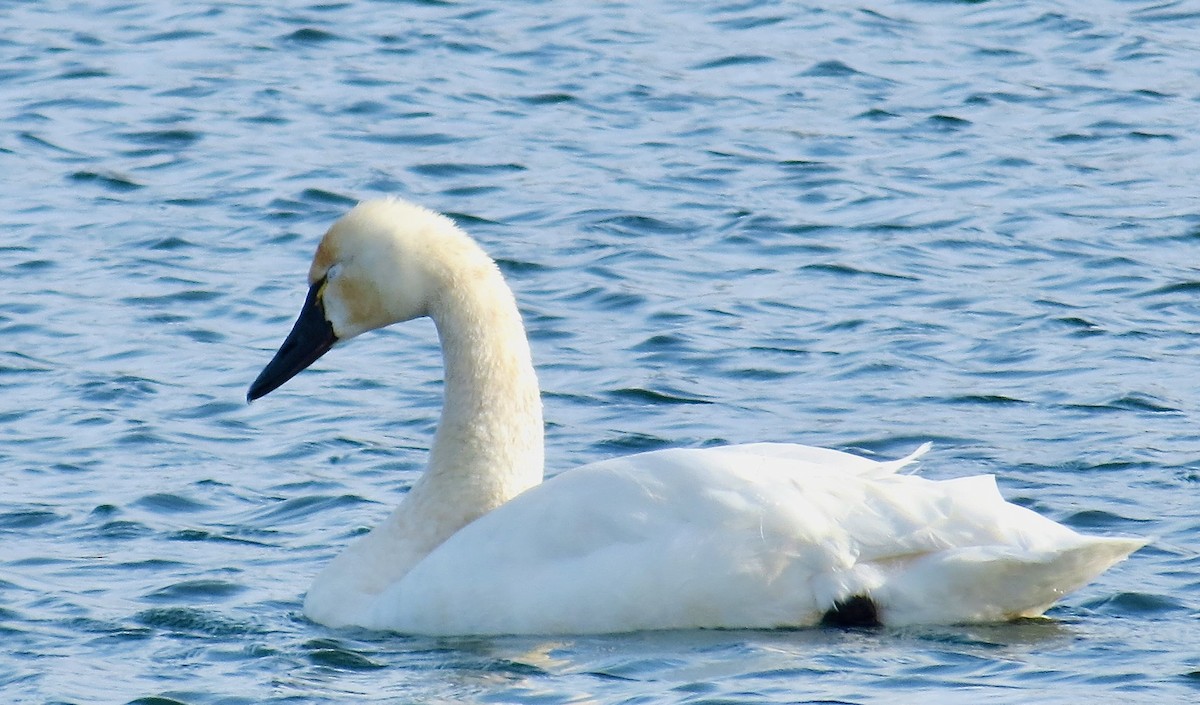 Американский лебедь - ML646994380