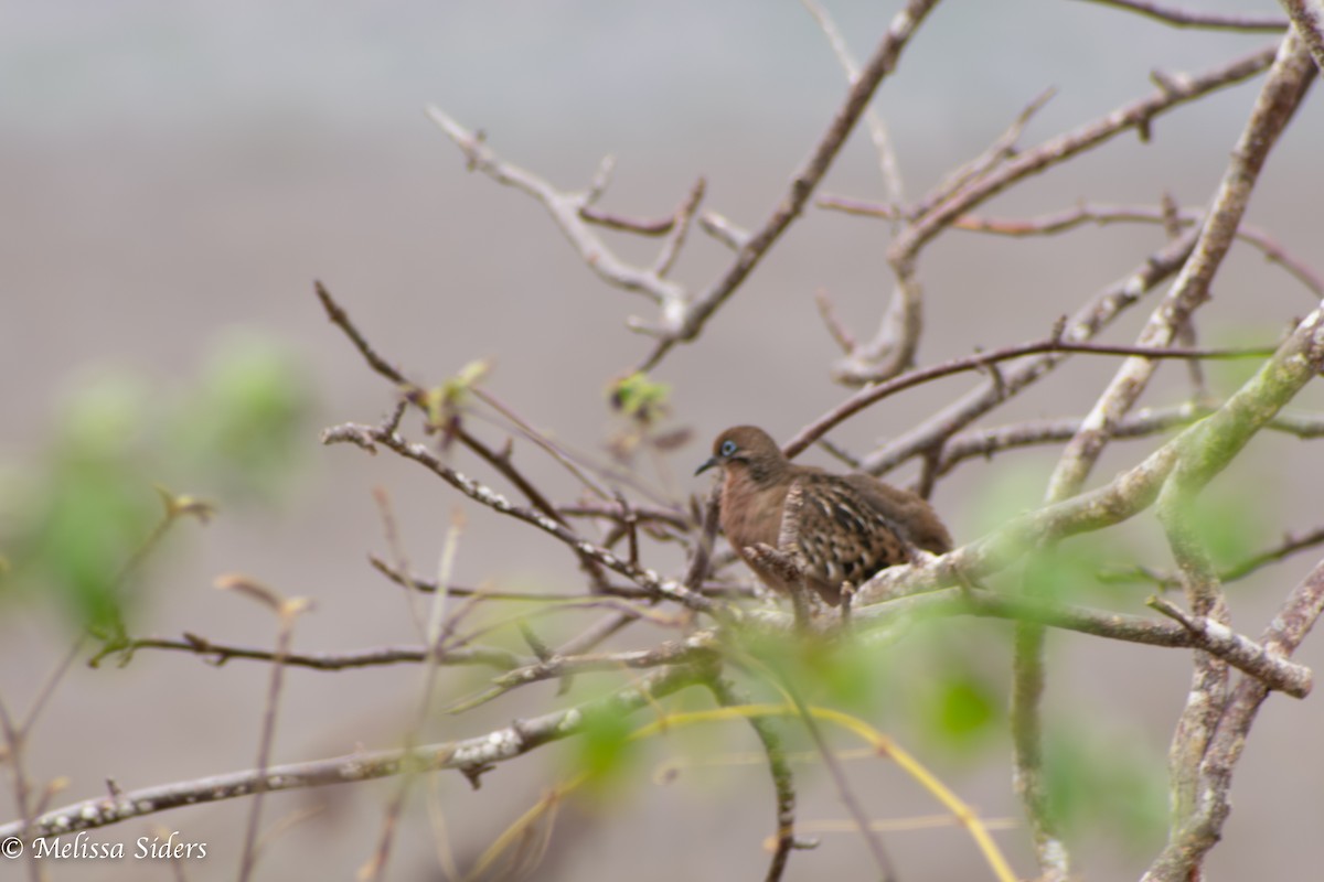 Galapagos Dove - ML646994381