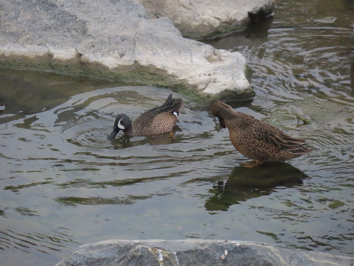 čírka modrokřídlá - ML646994389