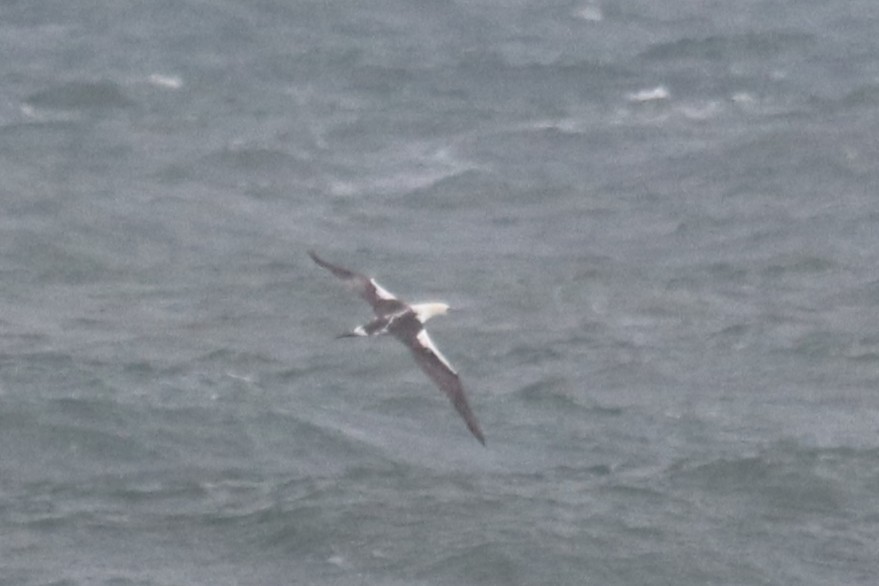 Basstölpel - ML646994390