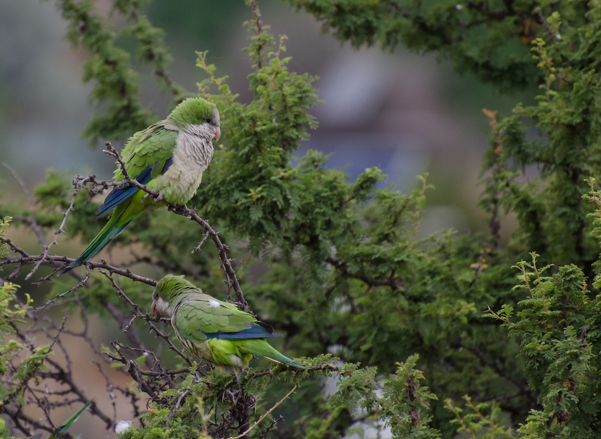 Papagai bulargrisa - ML646994393