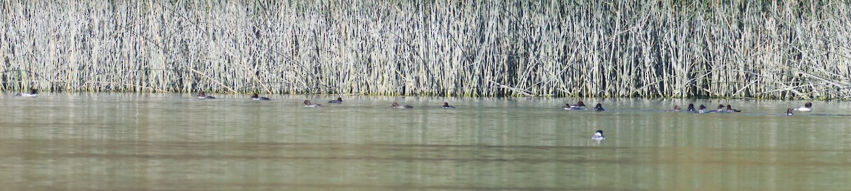 Гоголь - ML646994395