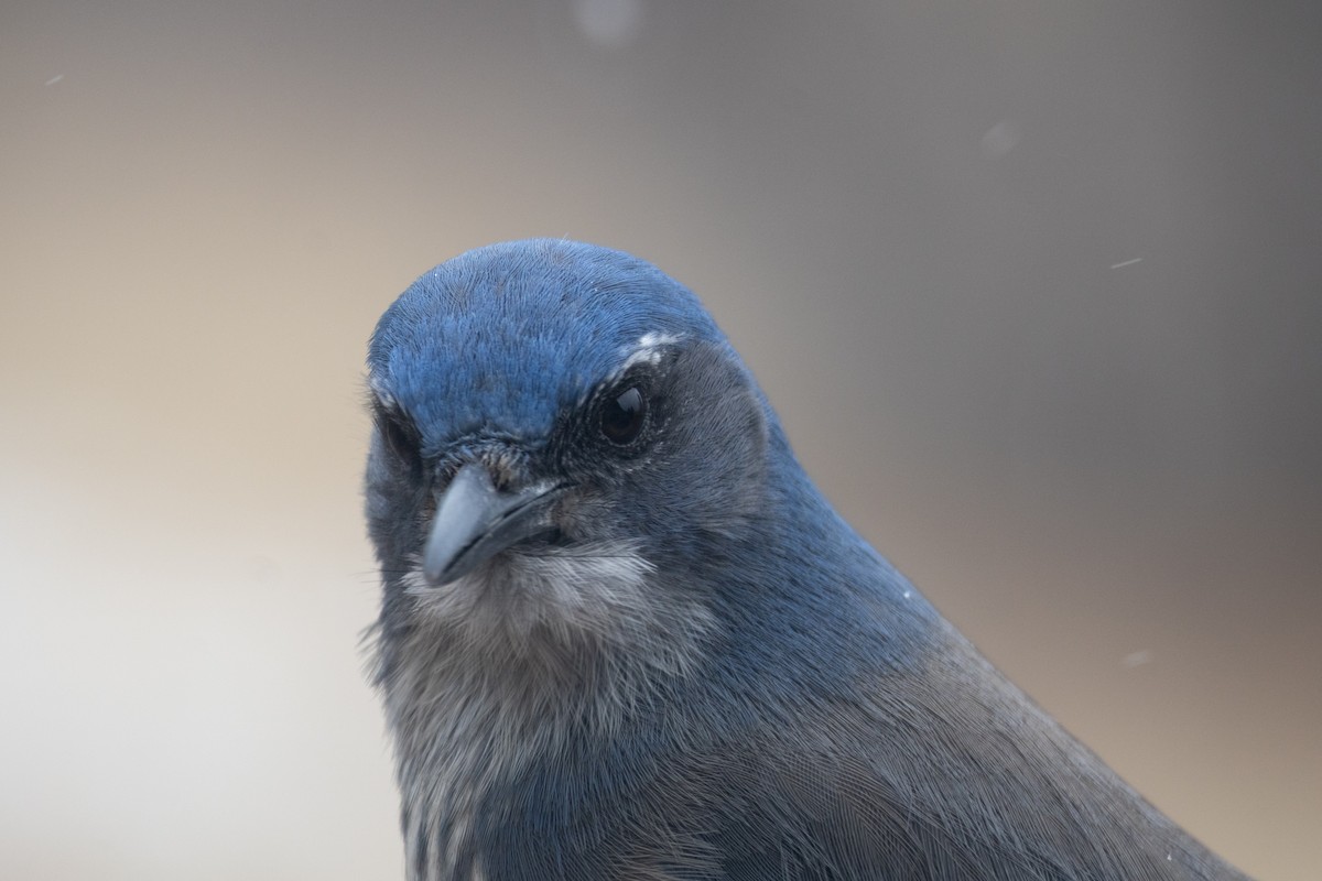 Woodhouse's Scrub-Jay - ML646994398