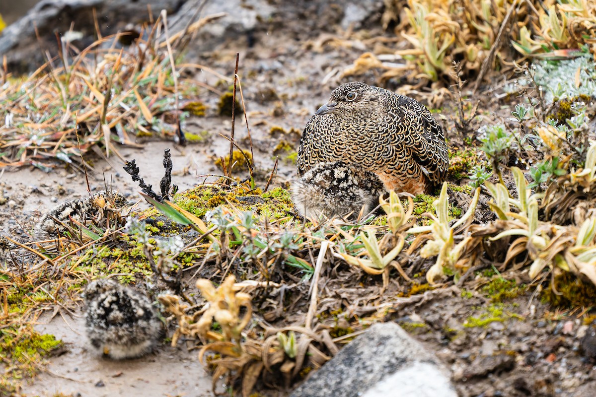 Краснобрюхий зобатый бегунок - ML646994399