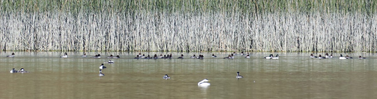 Гоголь - ML646994401