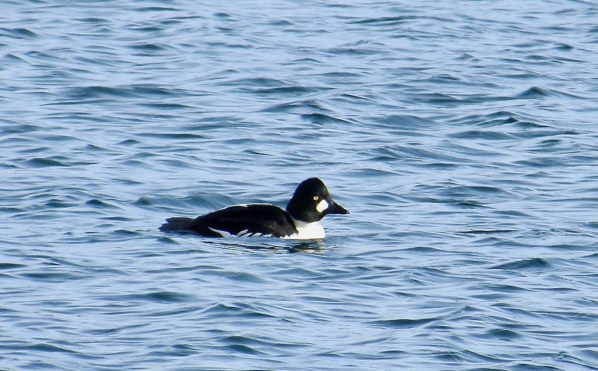 Гоголь - ML646994402