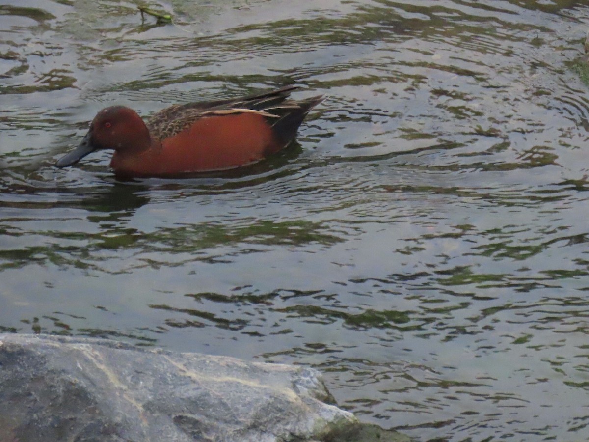 čírka skořicová - ML646994403