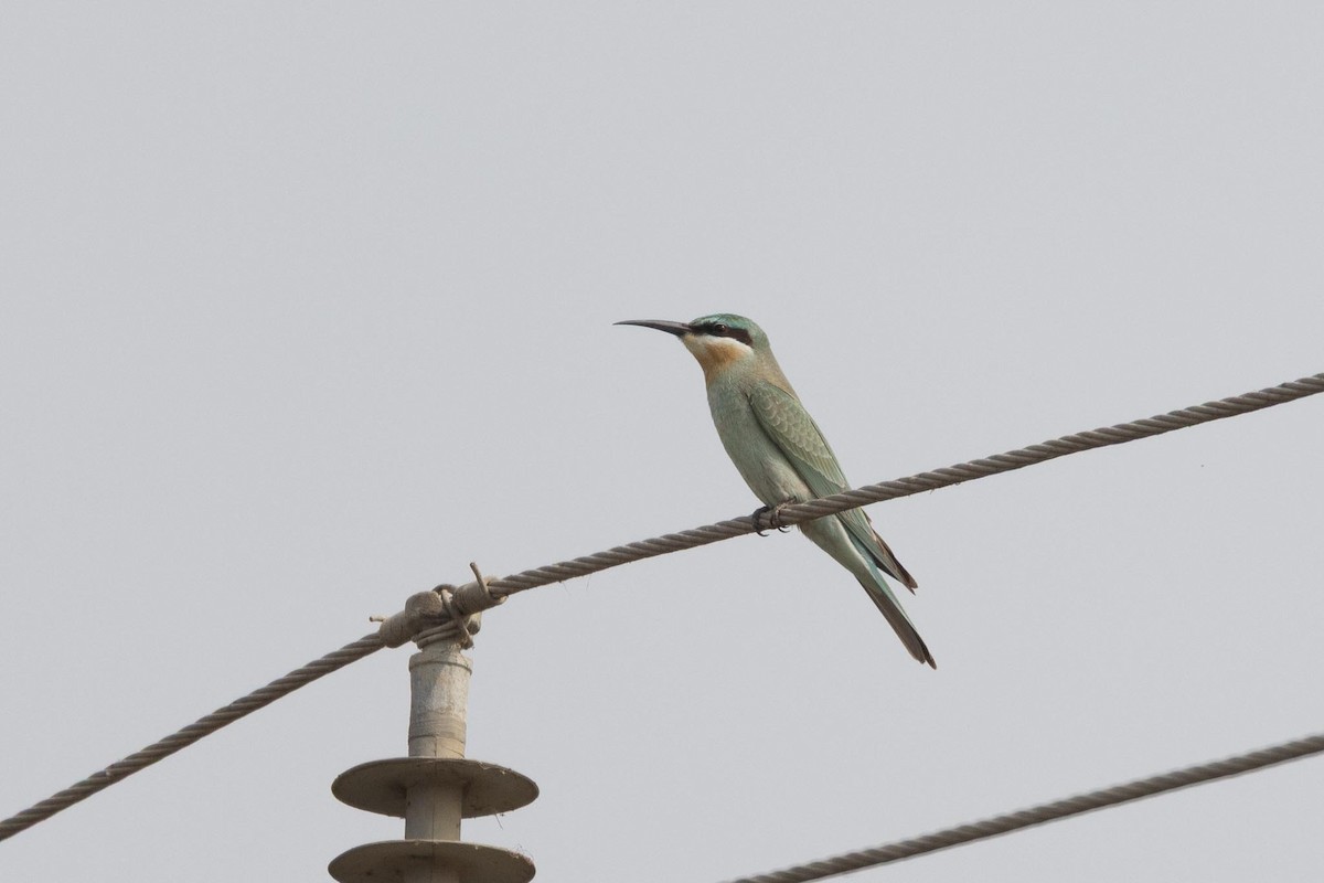 vlha modrolící - ML646994404