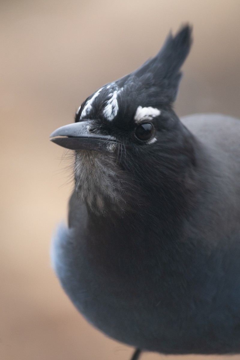 Steller Kargası - ML646994405