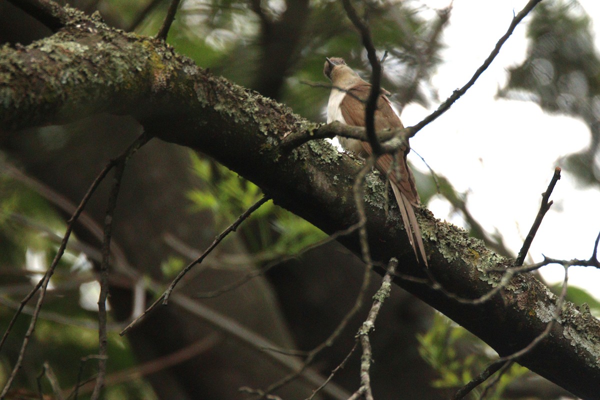 kukačka černozobá - ML646994408