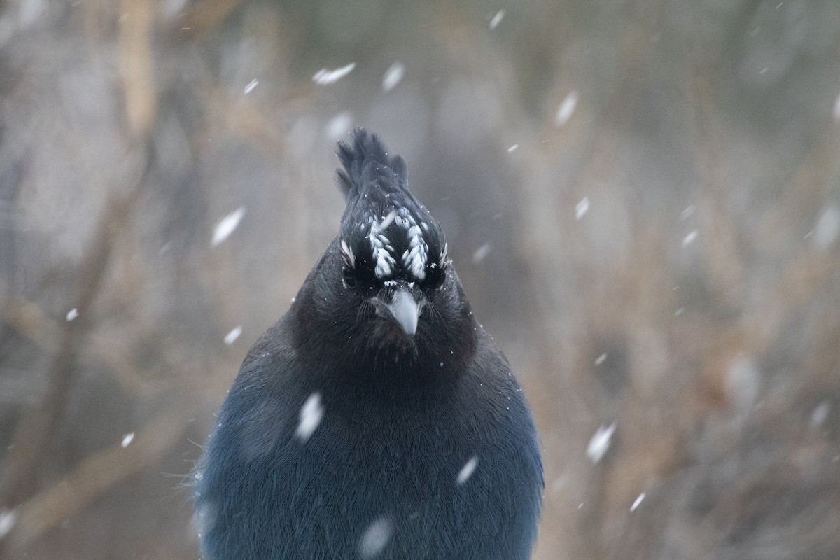 Steller Kargası - ML646994409