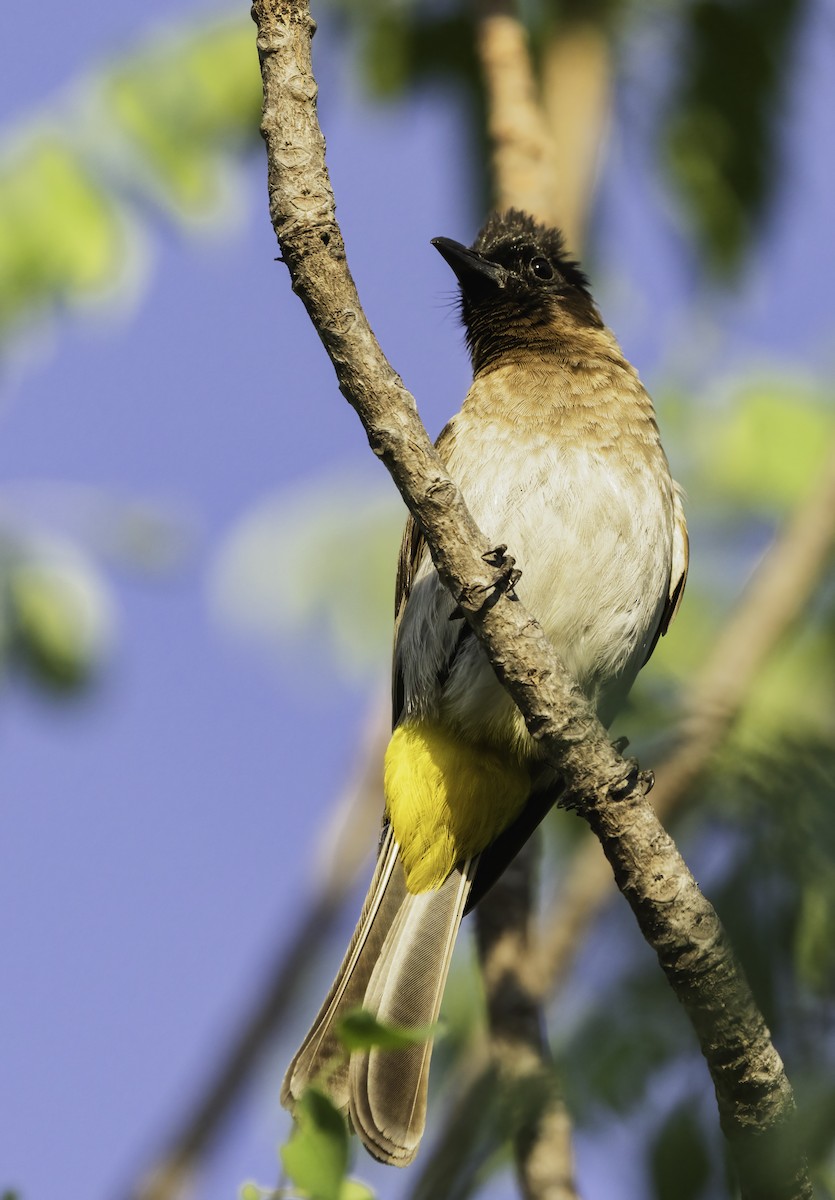 Common Bulbul (Dark-capped) - ML646994410