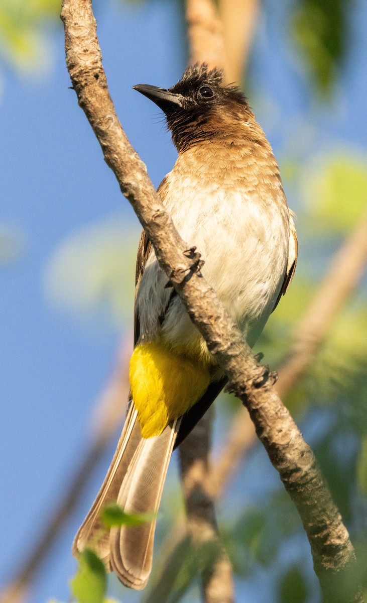 Common Bulbul (Dark-capped) - ML646994411