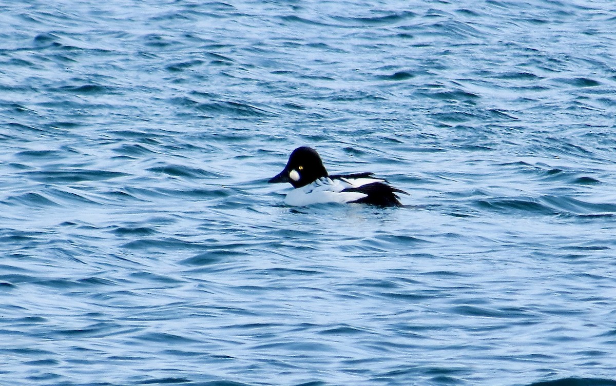 Гоголь - ML646994417