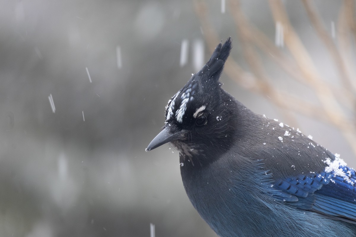 Steller Kargası - ML646994418