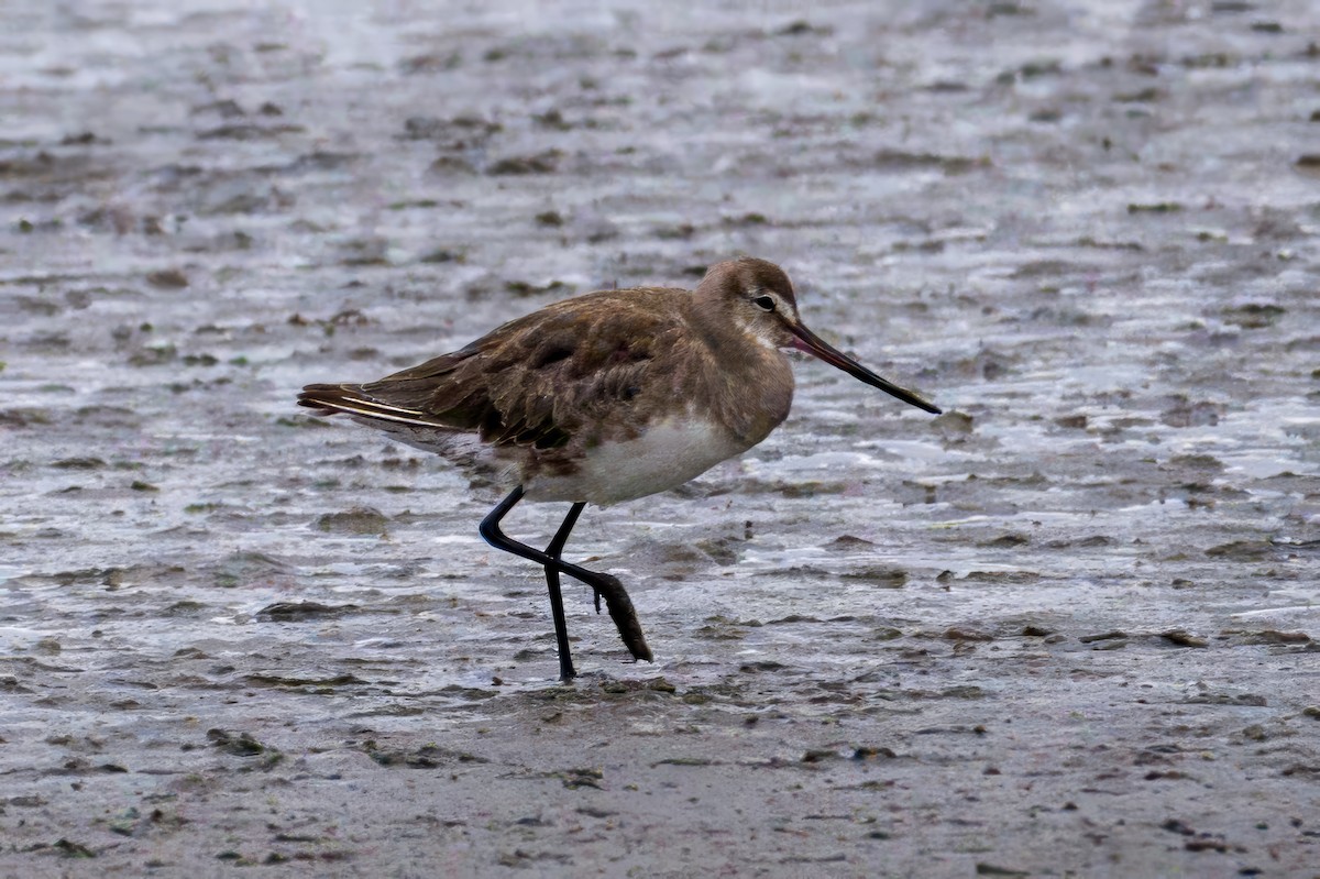 Hudson Çamurçulluğu - ML646994421