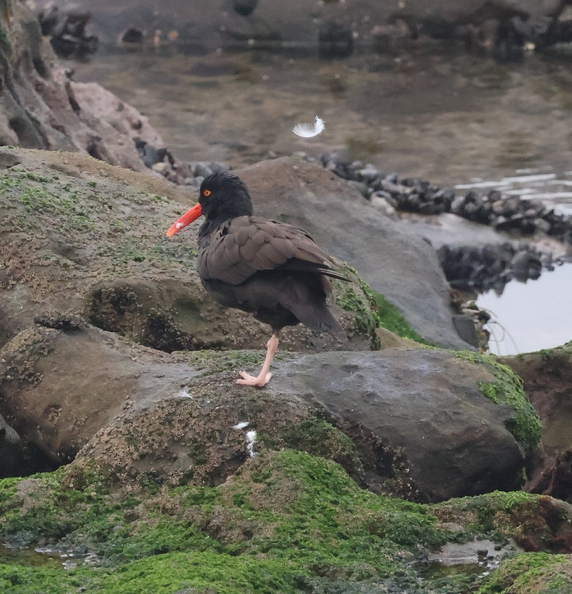 Black Oystercatcher - ML646994422