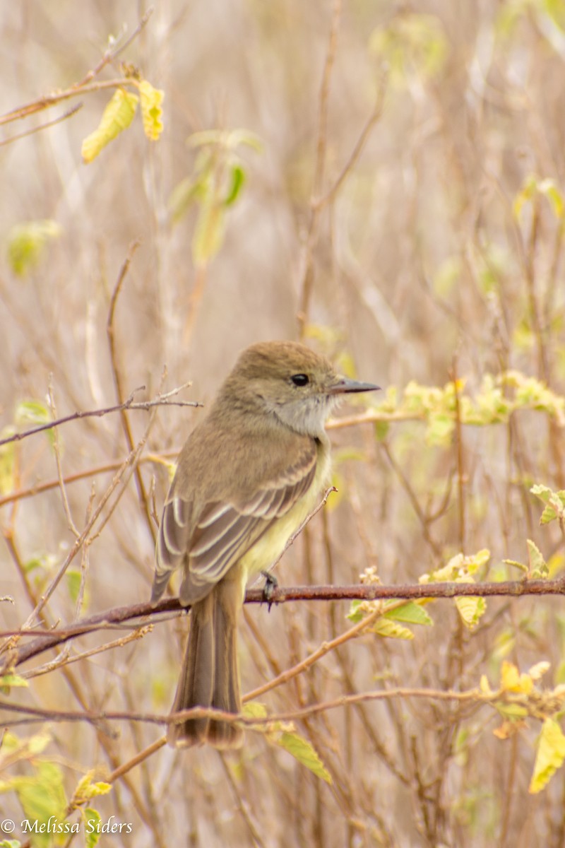 Galapagos Flycatcher - ML646994427