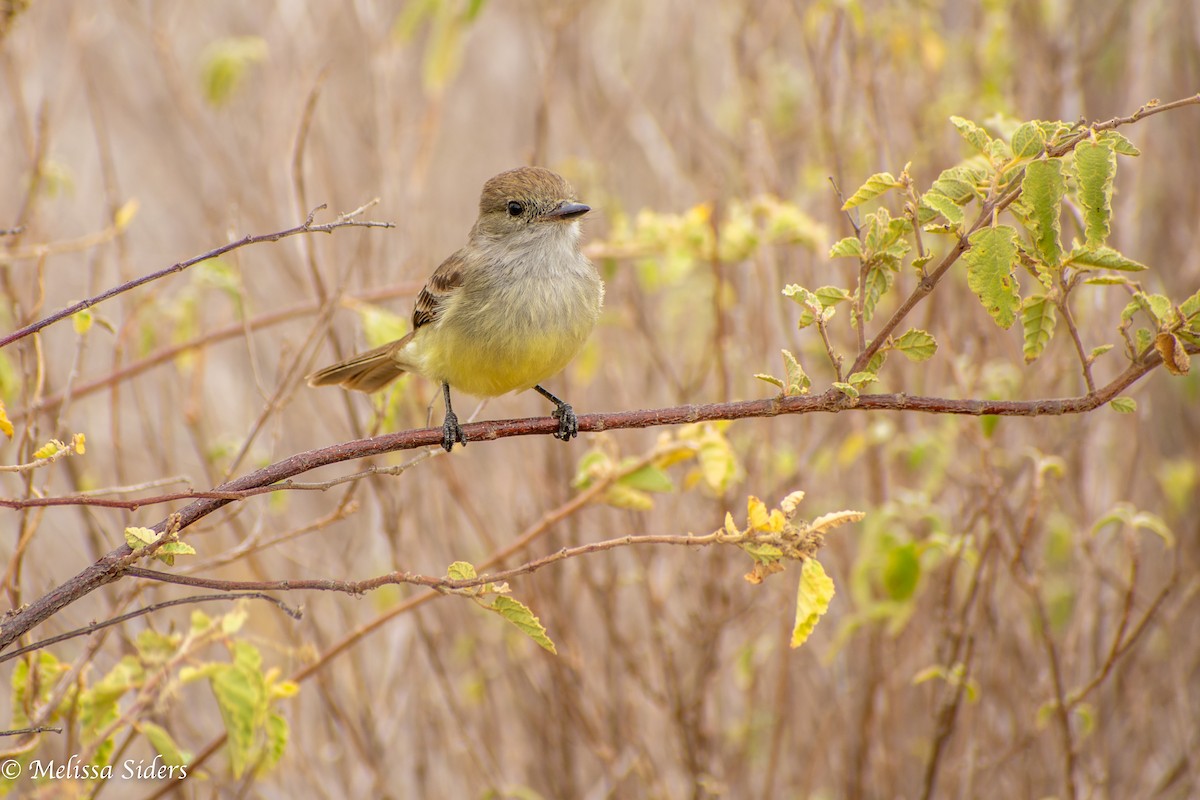 Galapagos Flycatcher - ML646994428
