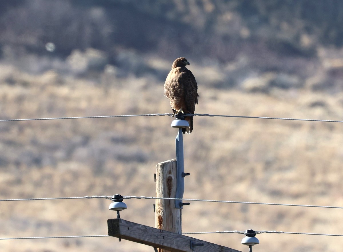 Rough-legged Hawk - ML646994432