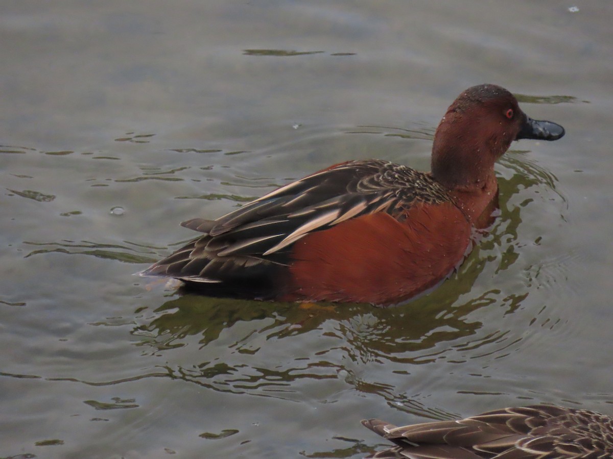 Cinnamon Teal - ML646994433