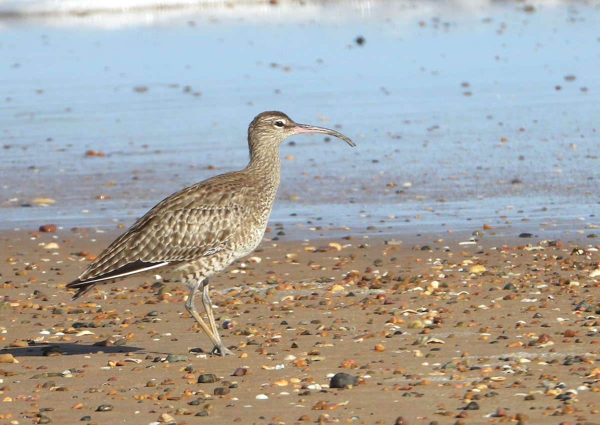 Far Eastern Curlew - ML646994437