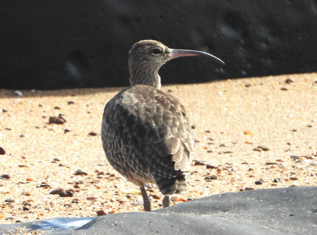 Far Eastern Curlew - ML646994438